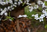 Смотреть изображение Prunus cerasifera