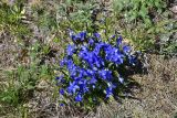 View full-size image Gentiana angulosa