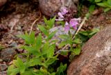 View full-size image Stachys palustris