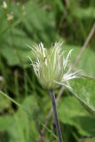 Смотреть изображение Clematis integrifolia