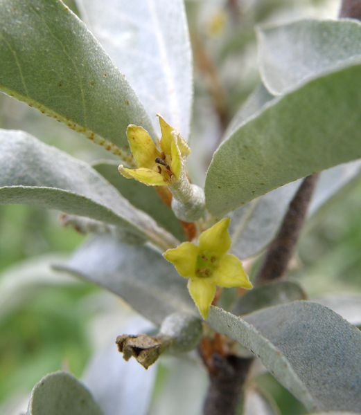 Image of Elaeagnus commutata specimen.