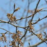 Ulmus laevis. Соцветия. Видны цветки на длинных ножках - отличительный признак вида. Санкт-Петербург, конец апреля.