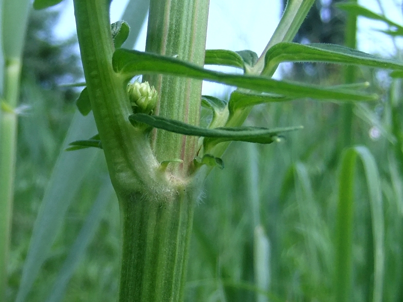 Image of Valeriana officinalis specimen.