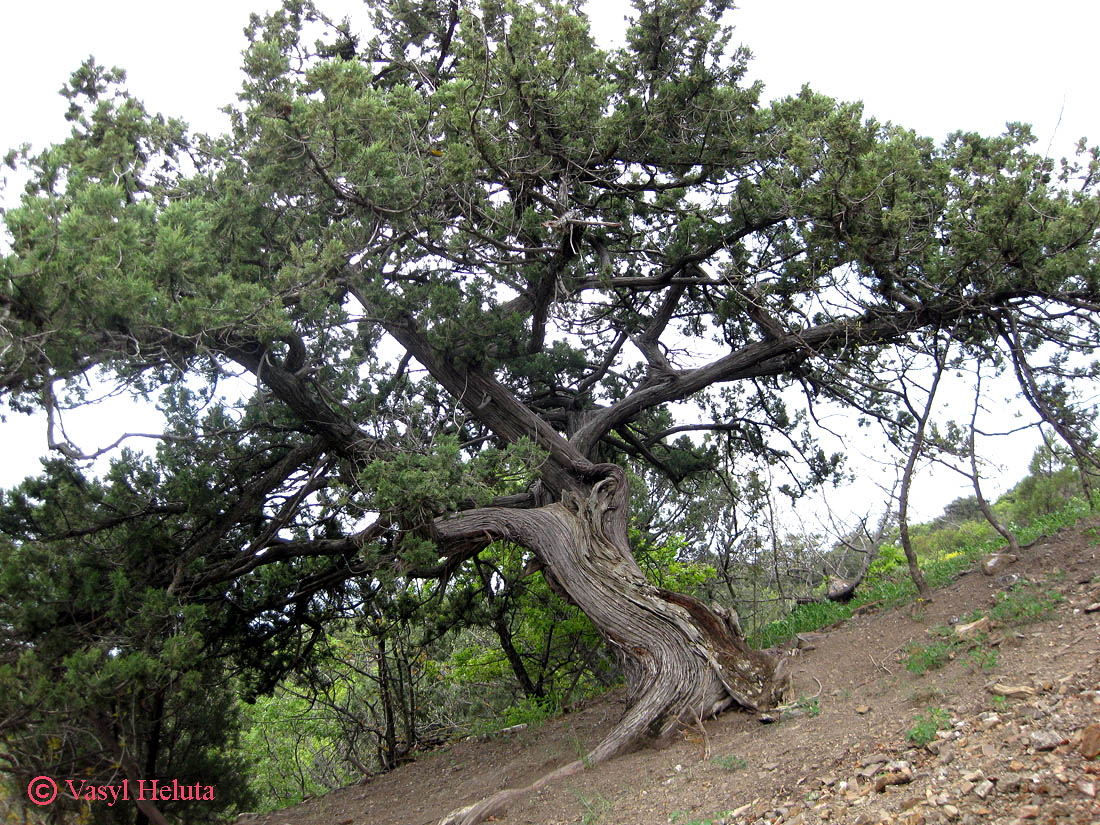 Image of Juniperus excelsa specimen.