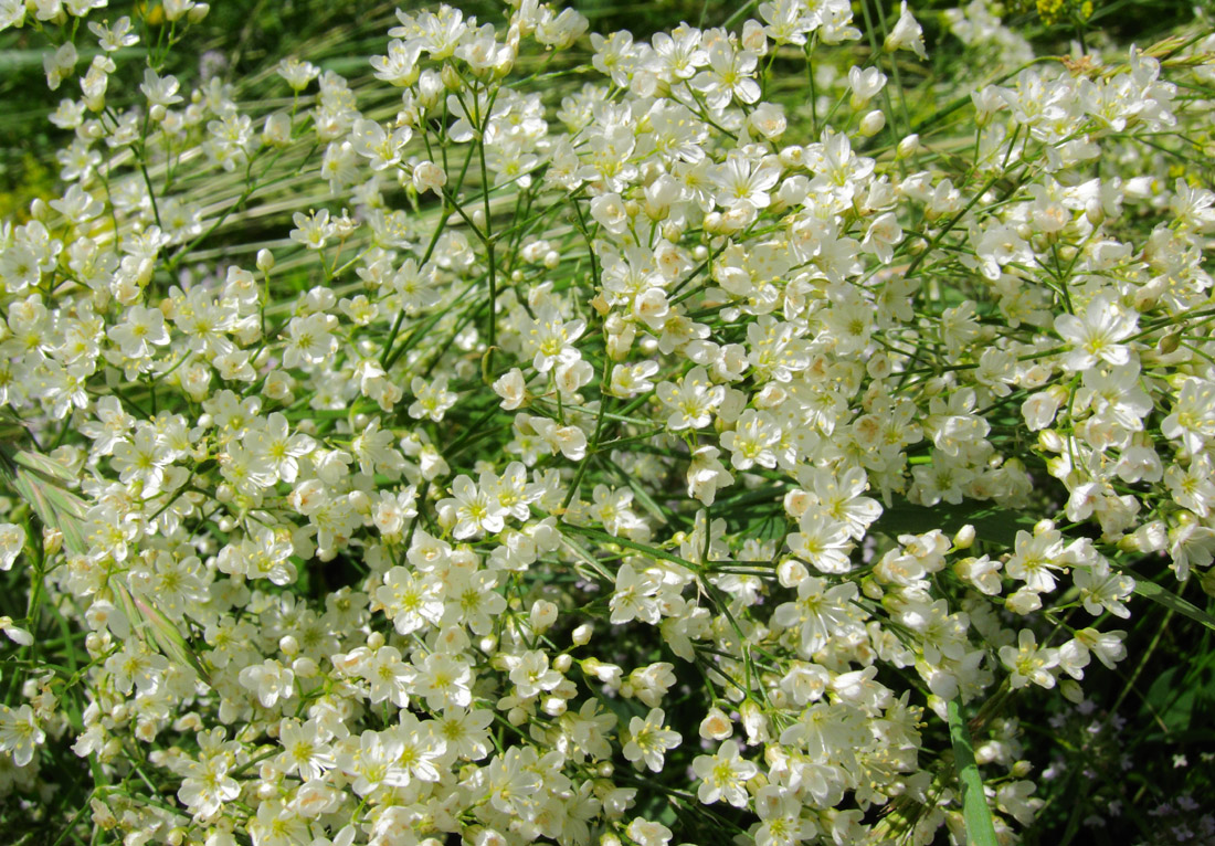 Image of Eremogone longifolia specimen.