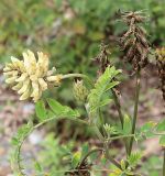 Astragalus uliginosus. Верхушка цветущего растения. Приморский край, Лазовский р-н, Лазовский заповедник, кордон Карпадь, долина р. Прямушки. 19.08.2009.