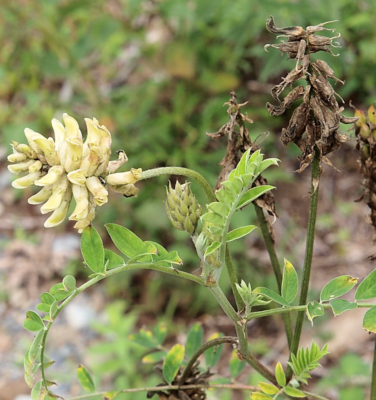 Image of Astragalus uliginosus specimen.