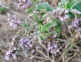 Mentha longifolia. Верхушка цветущего растения. Черноморское побережье Кавказа, щель Прасковеевская, русло реки Джанхот. 24.08.2011.