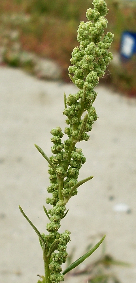 Image of Chenopodium strictum specimen.