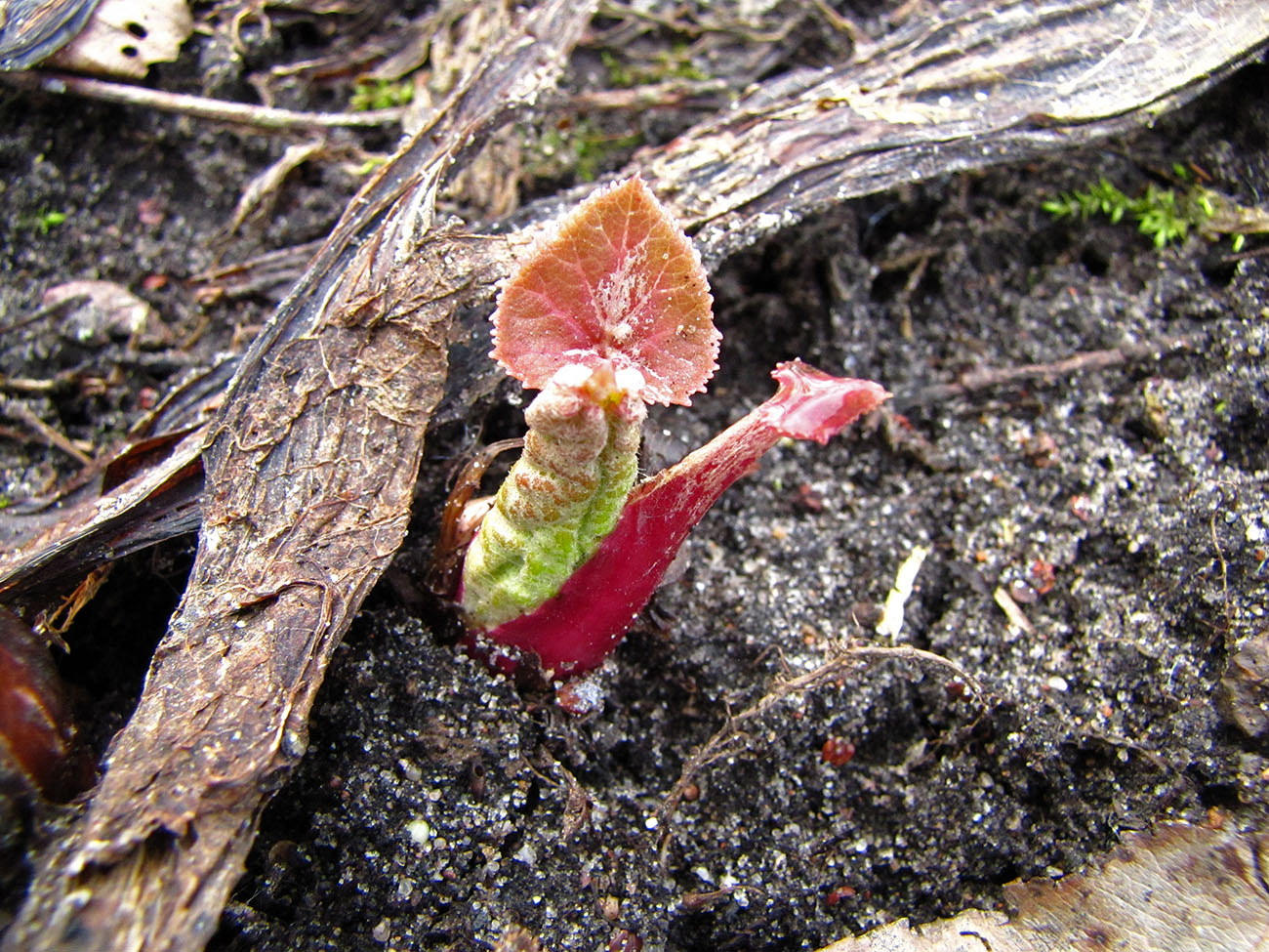 Изображение особи Petasites hybridus.