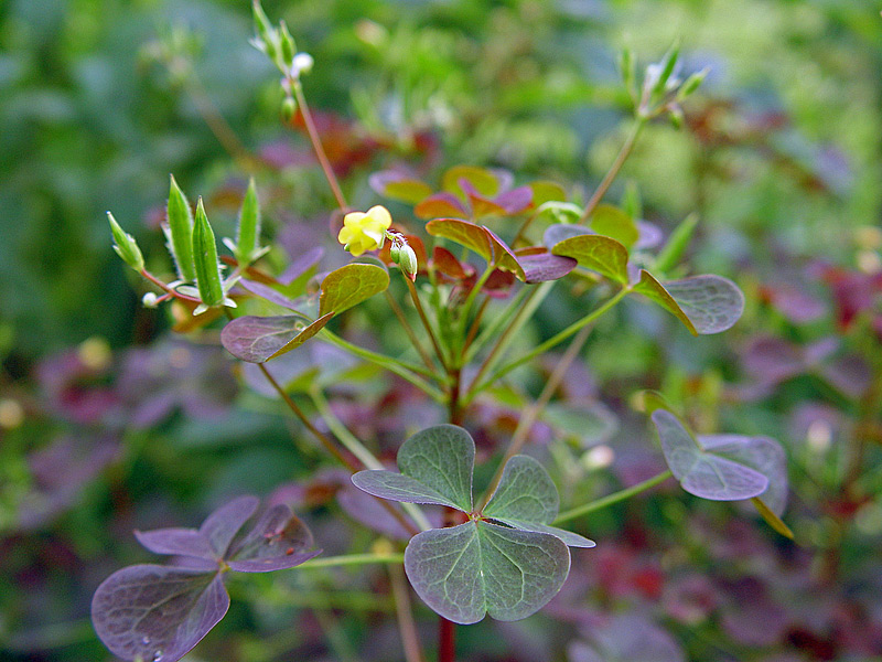 Image of Oxalis stricta specimen.