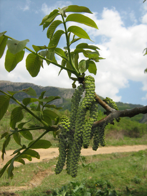 Image of Juglans regia specimen.