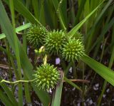 Sparganium microcarpum