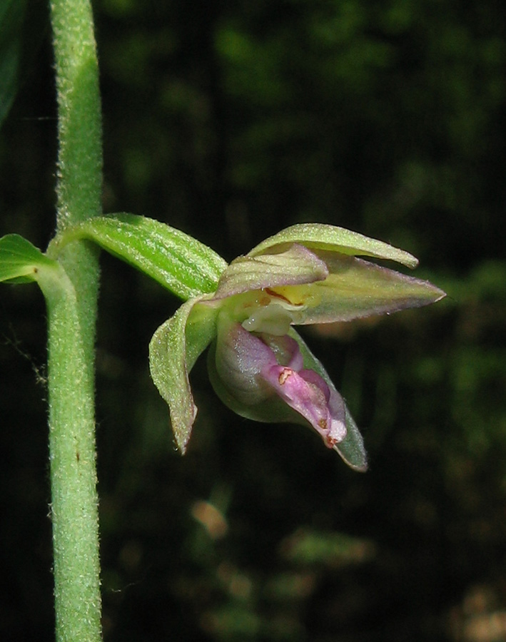 Изображение особи Epipactis helleborine.