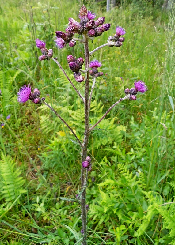 Изображение особи Cirsium palustre.