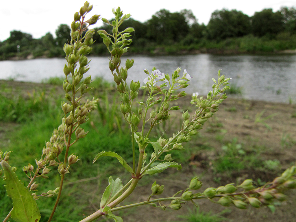 Image of Veronica anagallis-aquatica specimen.