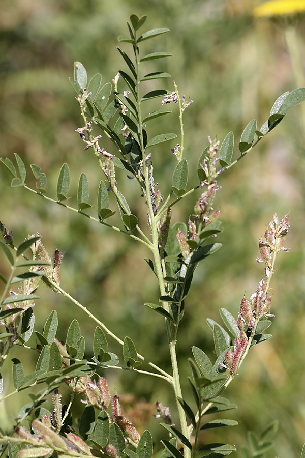 Image of genus Glycyrrhiza specimen.