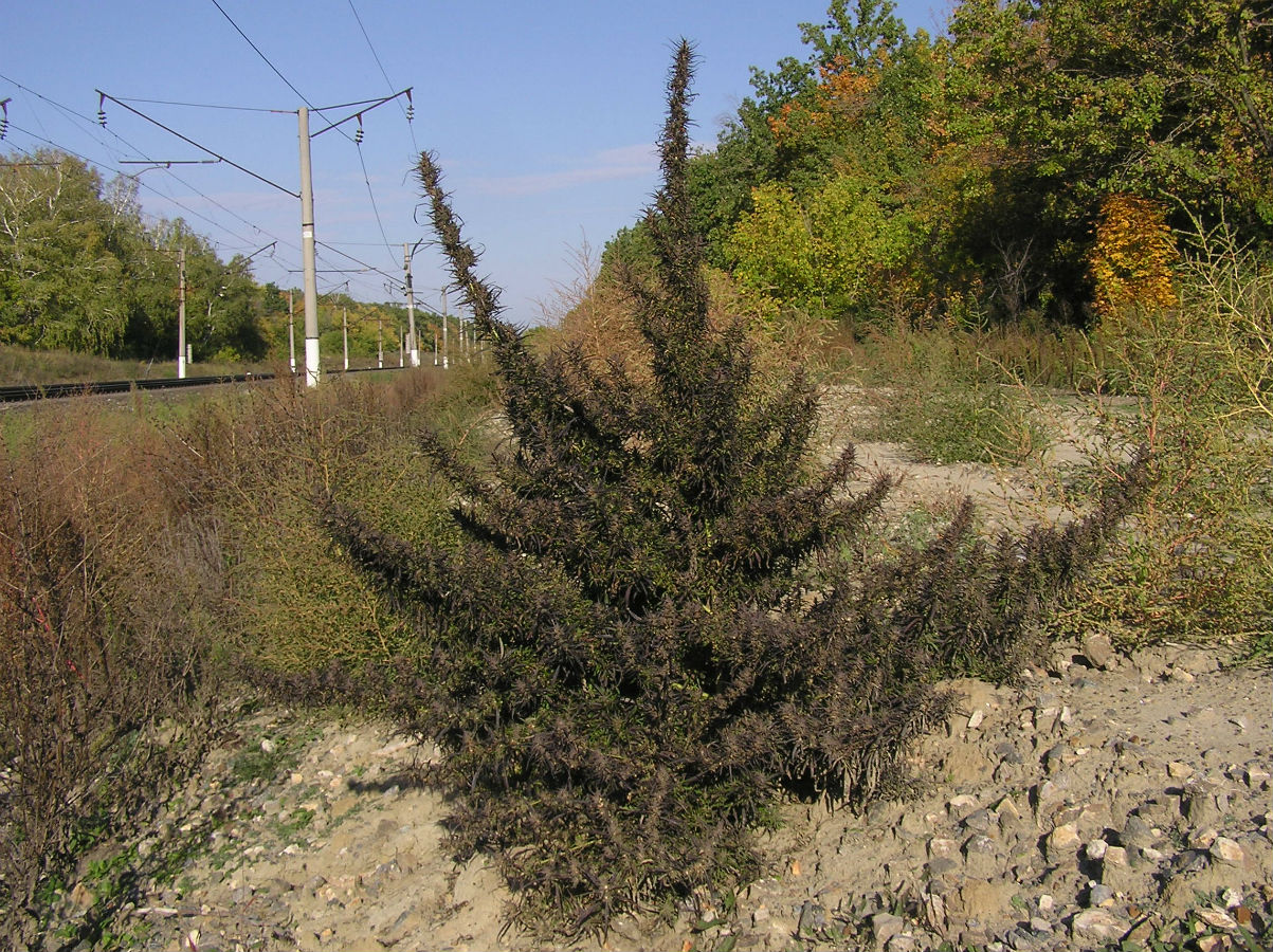 Image of Cannabis sativa var. spontanea specimen.