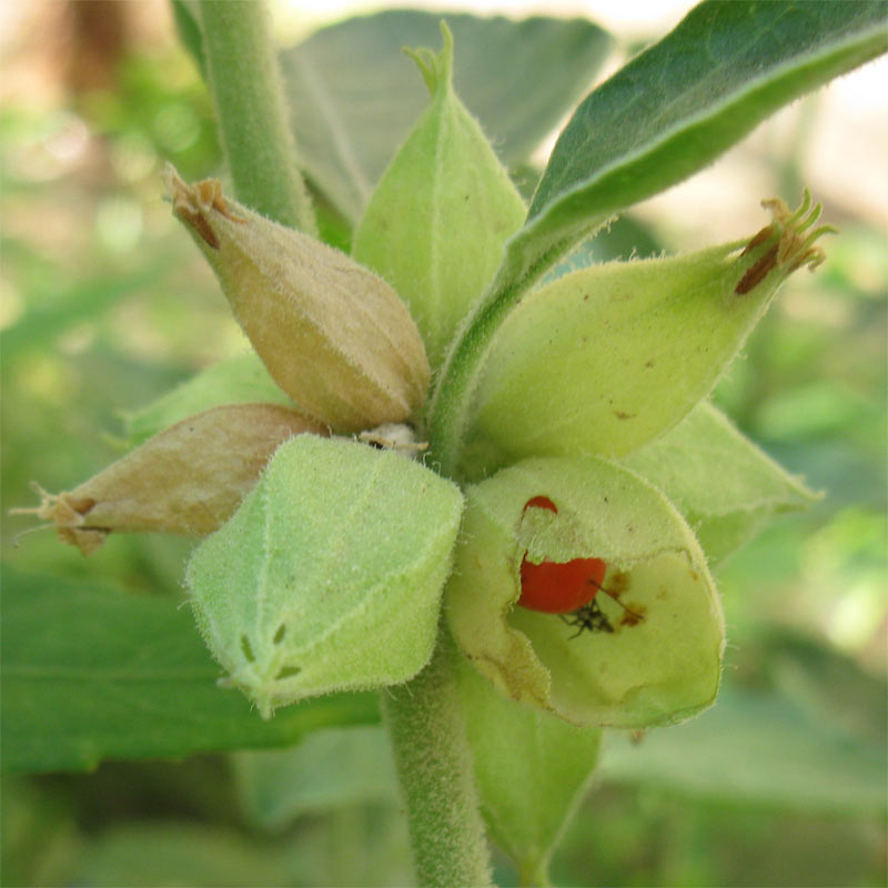 Image of Withania somnifera specimen.