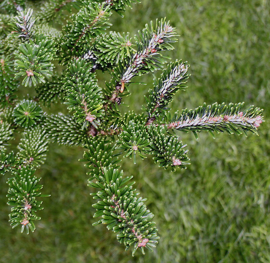 Image of Abies koreana specimen.