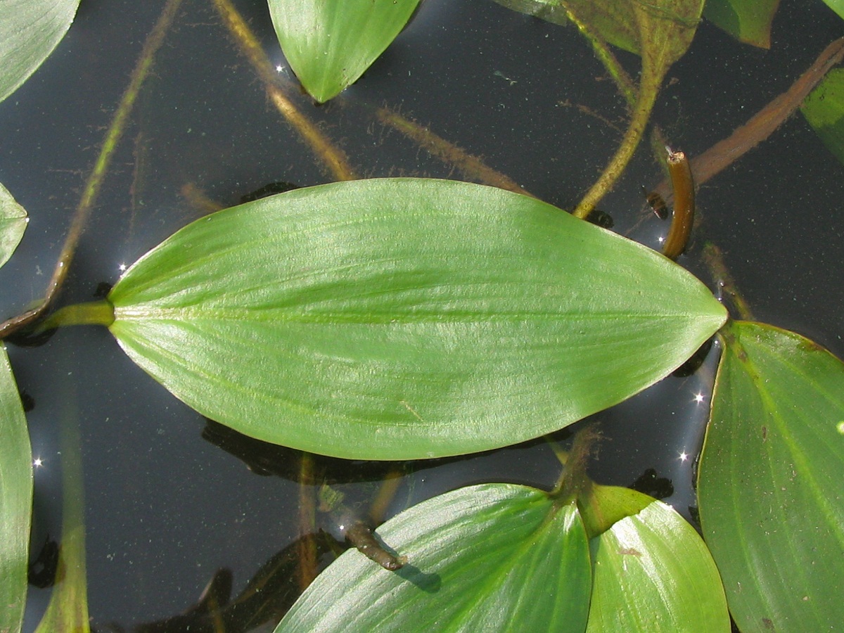 Image of Potamogeton nodosus specimen.