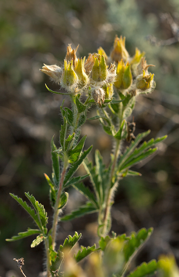 Изображение особи Potentilla astracanica.