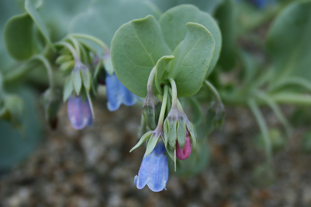 Image of Mertensia maritima specimen.