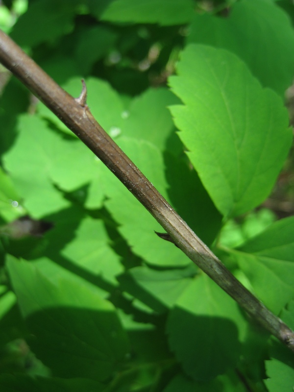 Image of Spiraea chamaedryfolia specimen.