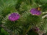 Arctium lappa