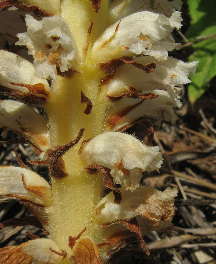 Image of Orobanche minor specimen.