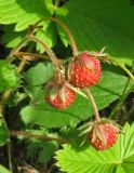 Fragaria campestris. Плоды. Крым, окр. с. Перевальное, ур. Аян, луговая степь. 13 июня 2013 г.