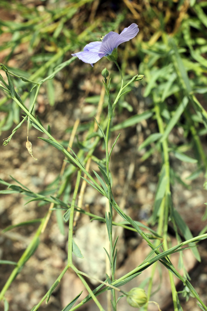 Image of Linum macrorhizum specimen.