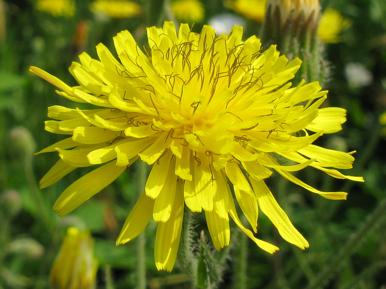 Image of Crepis rhoeadifolia specimen.