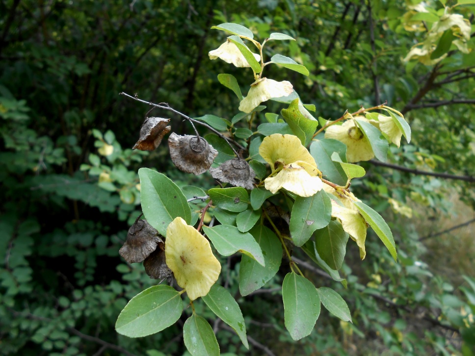 Image of Paliurus spina-christi specimen.