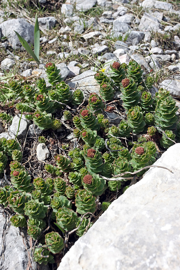 Изображение особи Rhodiola heterodonta.