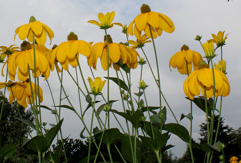 Изображение особи Rudbeckia maxima.