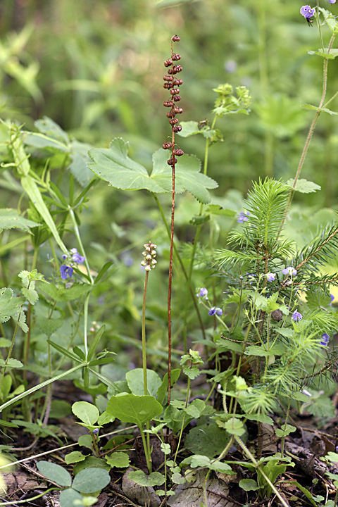 Image of Pyrola minor specimen.