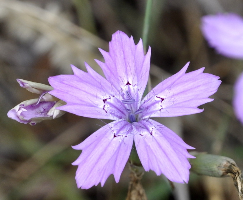 Image of Dianthus tenuiflorus specimen.