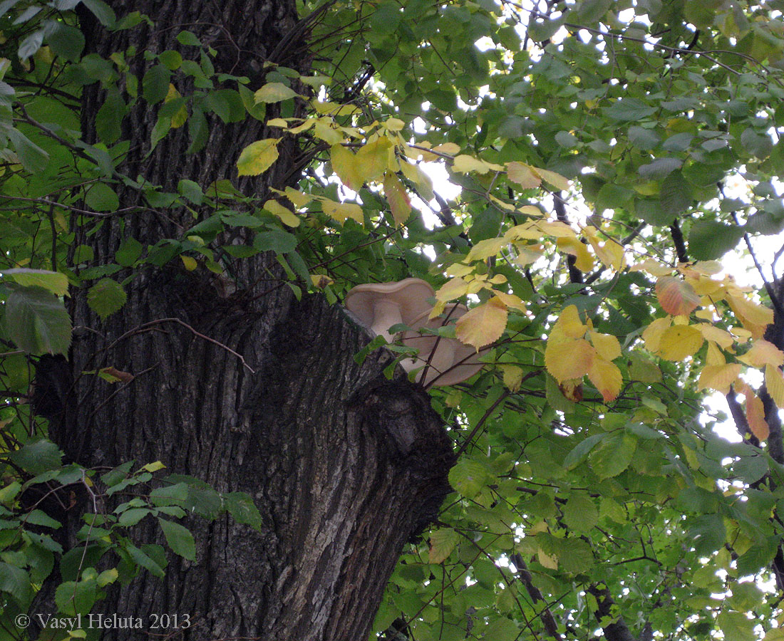 Image of genus Ulmus specimen.