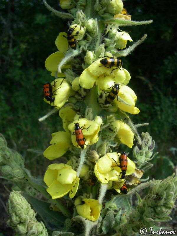 Изображение особи Verbascum thapsus.