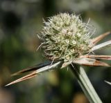 Eryngium variifolium. Отцветшее соцветие. Германия, г. Krefeld, Ботанический сад. 20.08.2013.