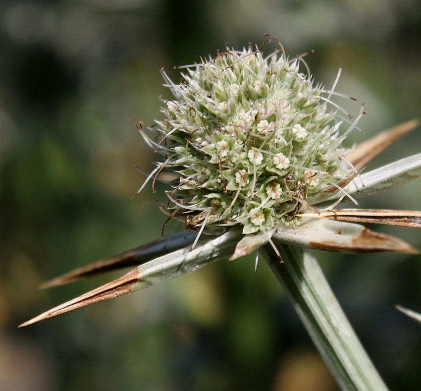 Изображение особи Eryngium variifolium.