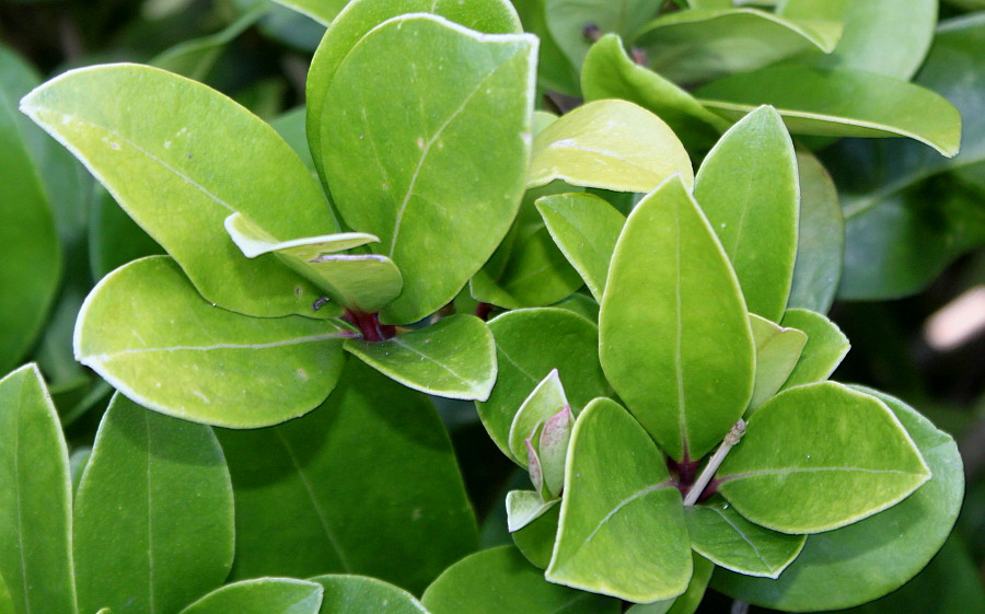 Image of Skimmia japonica specimen.