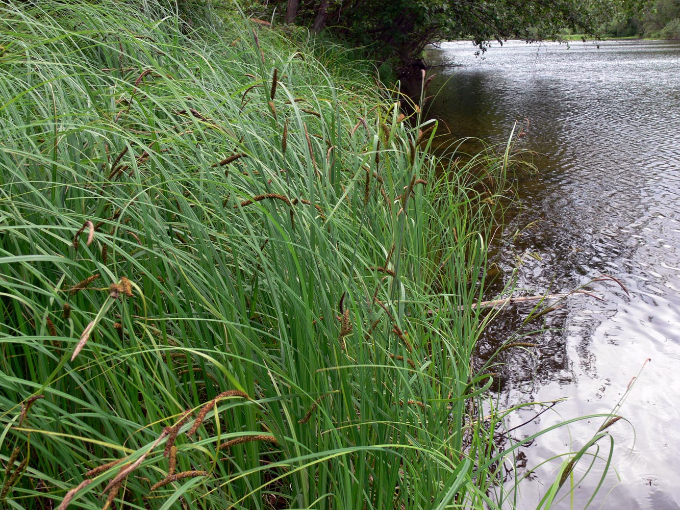 Image of Carex acuta specimen.