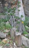 Adenium obesum subspecies socotranum. Цветущее растение. Сокотра, плато Хомхи. 29.12.2013.