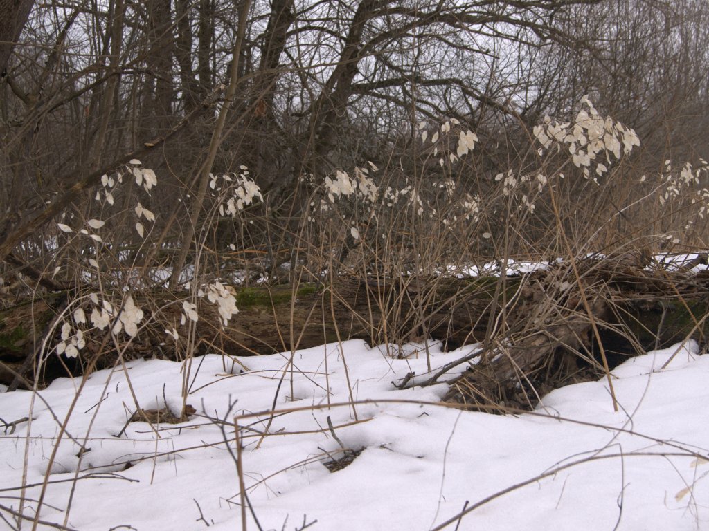 Image of Lunaria rediviva specimen.