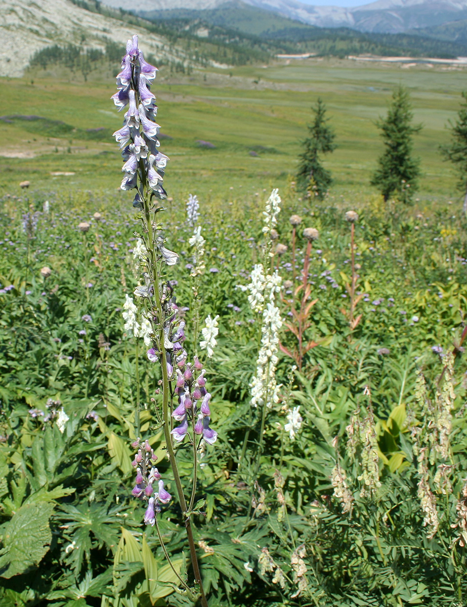 Image of Aconitum leucostomum specimen.