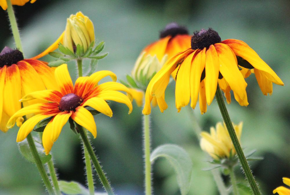 Изображение особи Rudbeckia hirta.