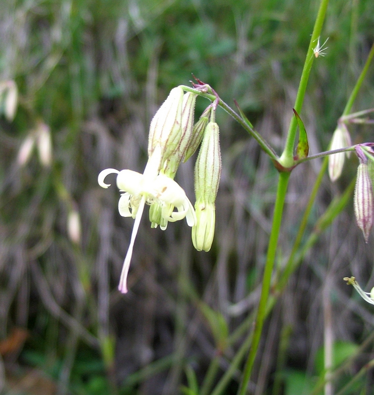 Image of Silene dubia specimen.