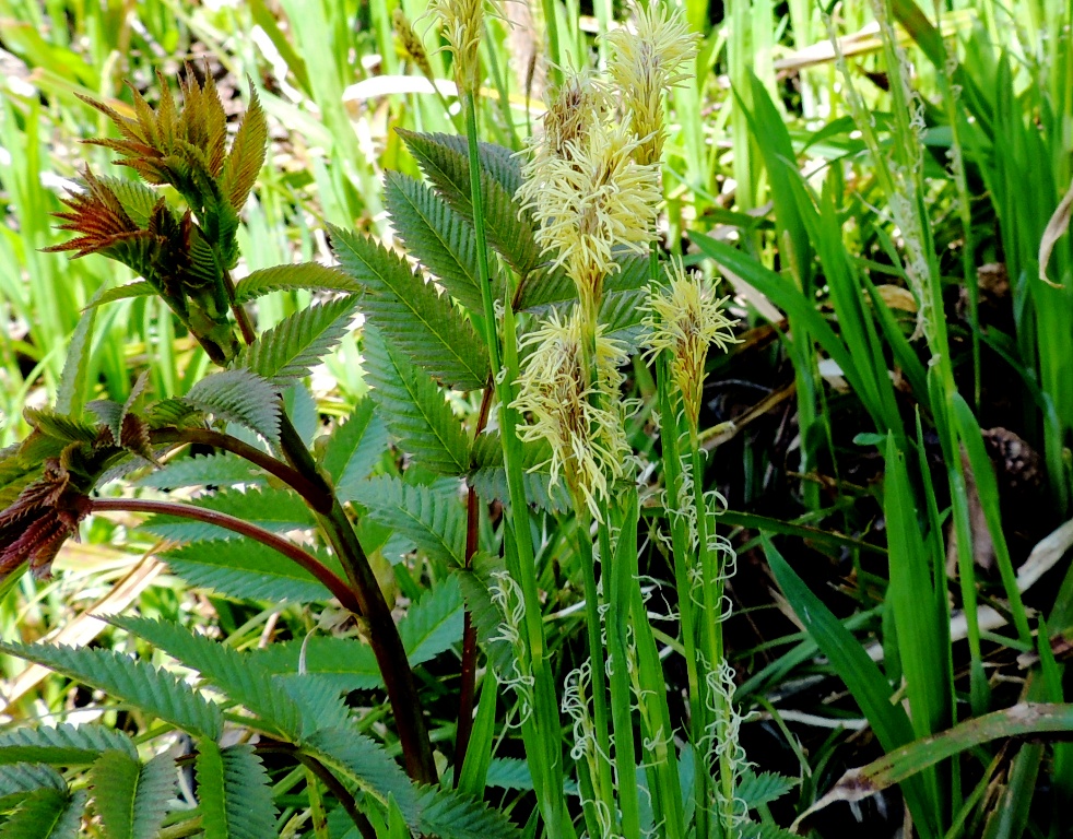 Image of Carex campylorhina specimen.